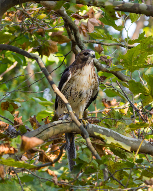 Red-tailed Hawk
