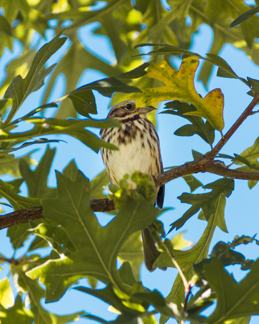 Song Sparrow