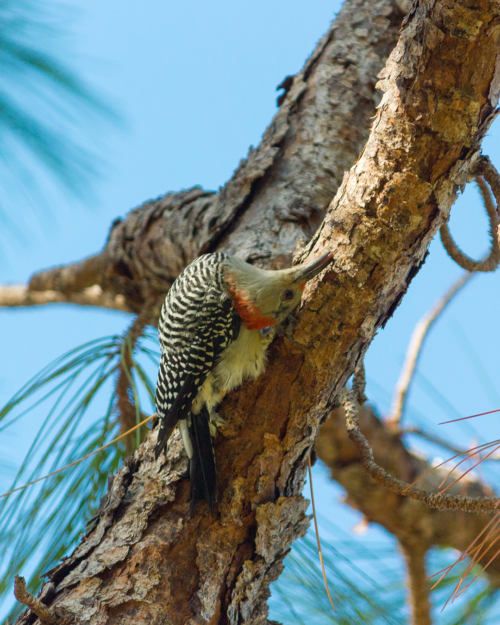 Red-bellied Woodpecker