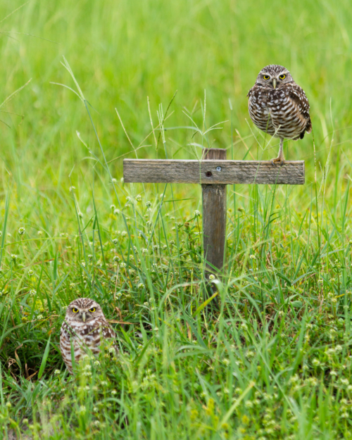 Burrowing Owls