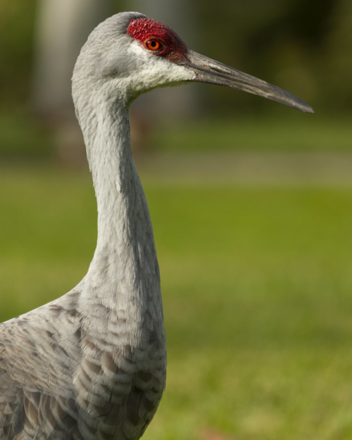 Closeup of face of a Sandhill Crane