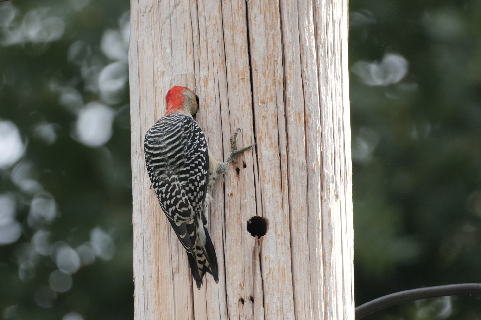 Bird Photography: Red-bellied Woodpecker with its head in a hole on a wood light pole, Taken by Corvida Raven