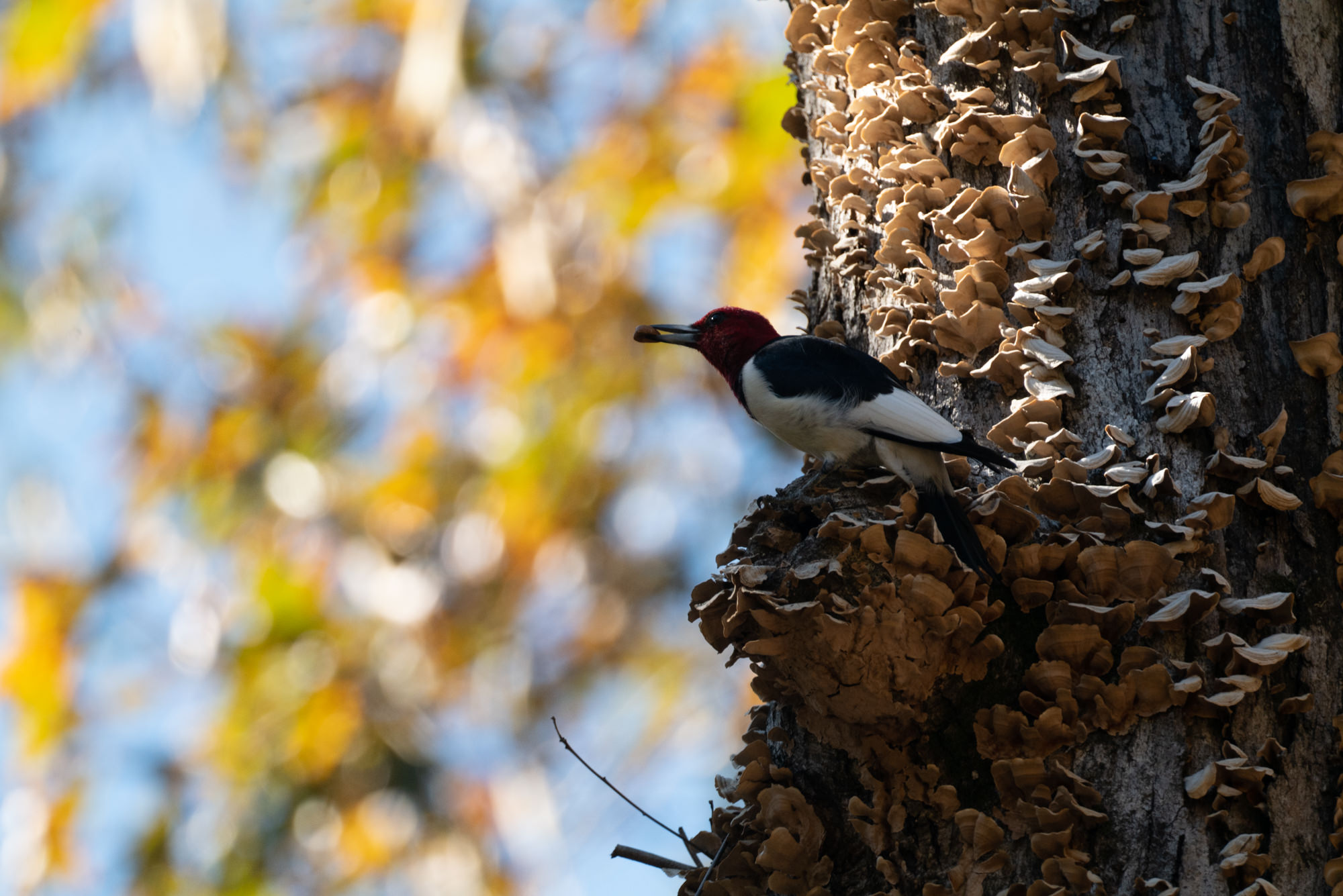 Bird Photography: Original photo of Red-headed Woodpecker, Taken by Corvida Raven