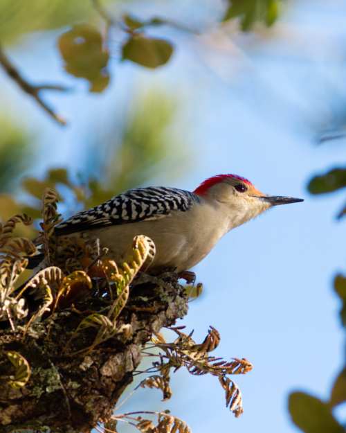 Red Bellied Woodpecker perched on the edge of a tree branch in the sunlight
