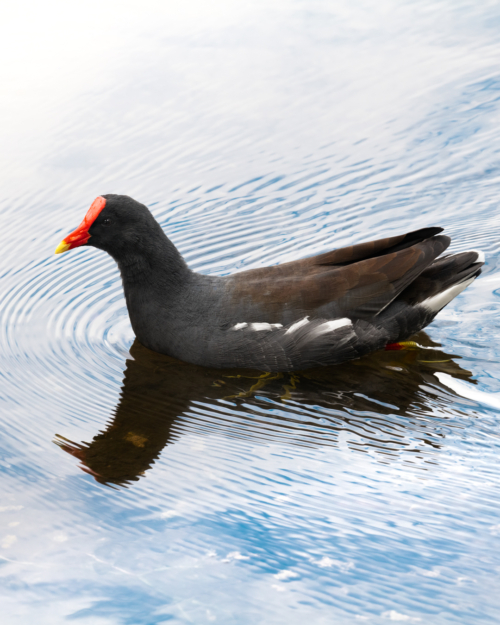 Common Gallinule