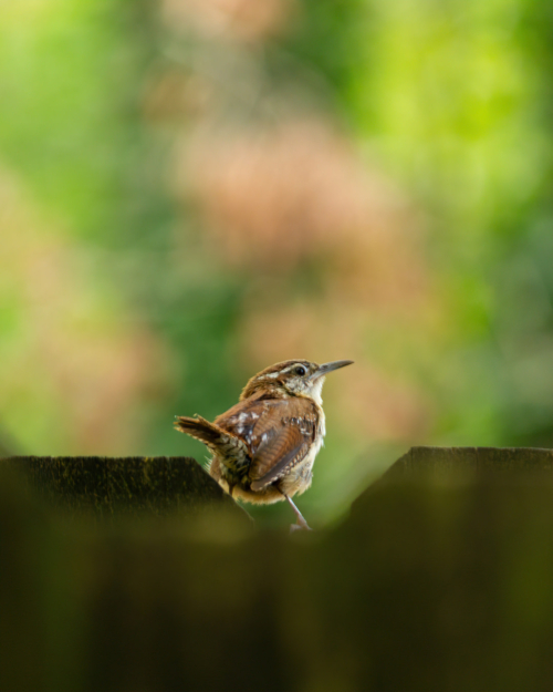 Carolina Wren