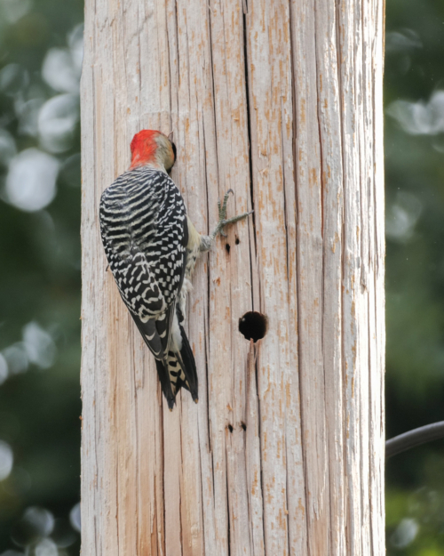 Red-bellied Woodpecker