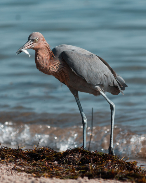 Reddish Egret