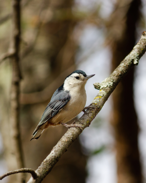 White-breasted Nuthatch on a branch