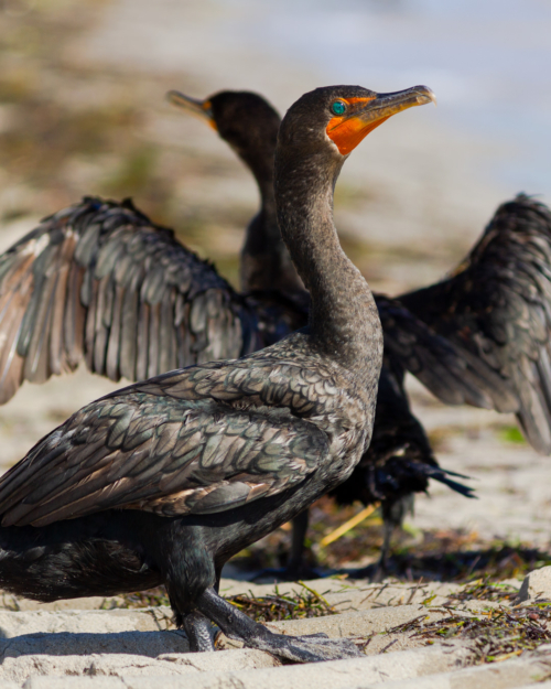 Double-crested Cormorant